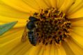 Andrena cineraria